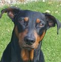 DPI - Deutsche Pinscher Initiative