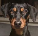 DPI - Deutsche Pinscher Initiative