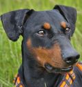 DPI - Deutsche Pinscher Initiative